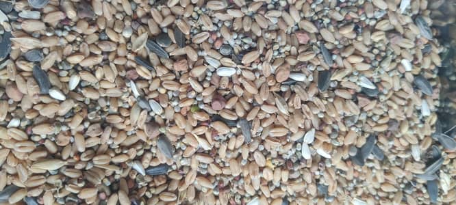 birds seeds