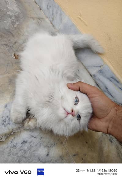 cat available age 3 month blue eyes