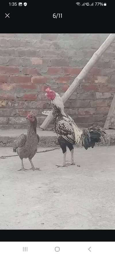 2 kg murga or 1.5 kg murgi pure aseel for sale