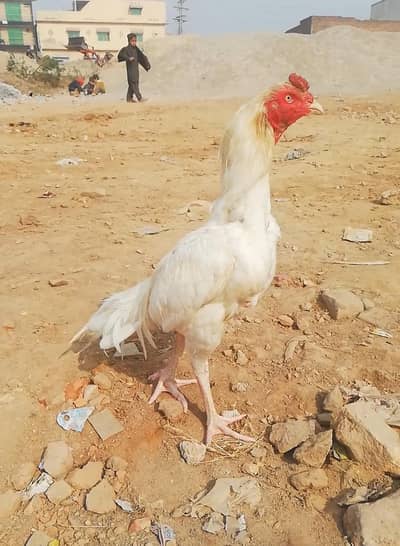 White heera aseelb2  pathy  aur 1 pathi available h is male k