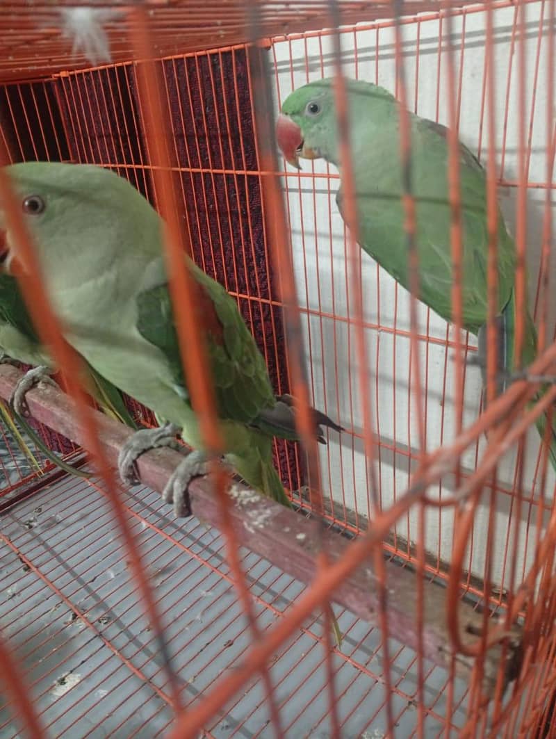 Raw parrot 0