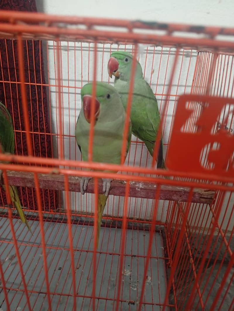 Raw parrot 1