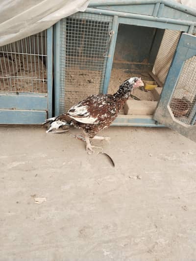 Ready to bread in month