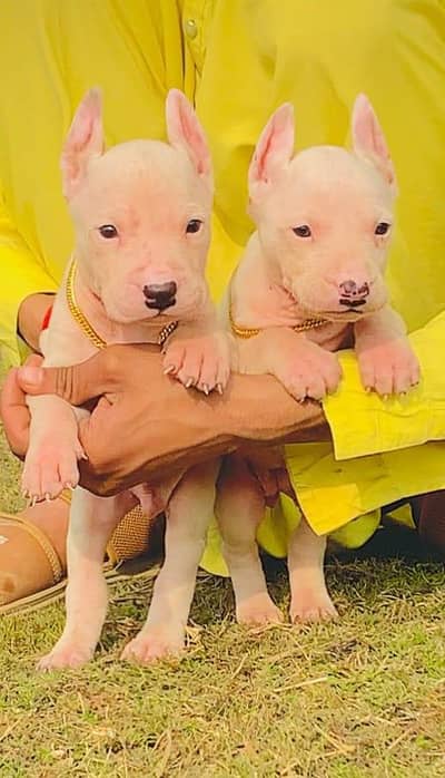 Pure Kohati Guulter Pair Age 2 Month for Sale All Pakistan Cargo