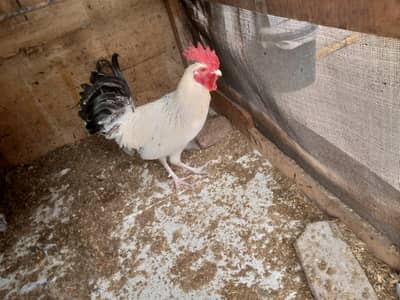 golden misri . Desi murgi