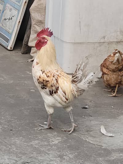 Pure Lohmann pair eeg lynig