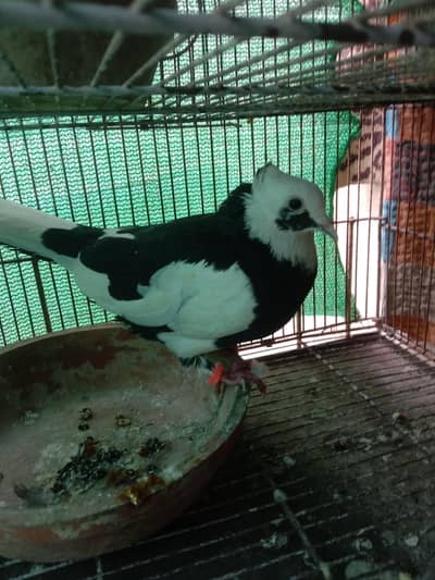 Tukdi wala Fancy Kabootar