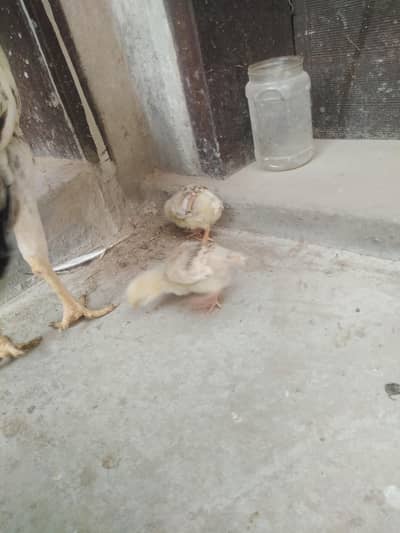 2 aseel chicks for sale parents pics attached