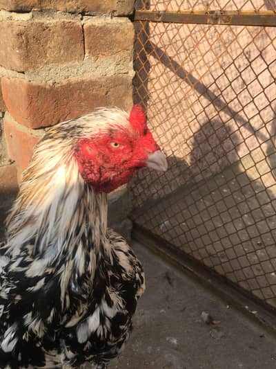 Aseel breeder for sell