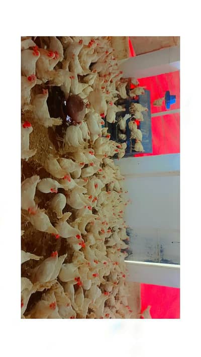 layer bareed nowajin