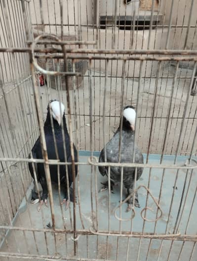 mokee pigeon for sale