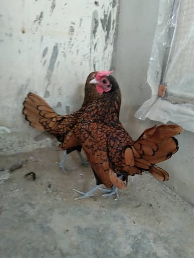 golden Sebright pair