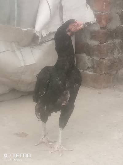 egg wali morgi for sale home breed