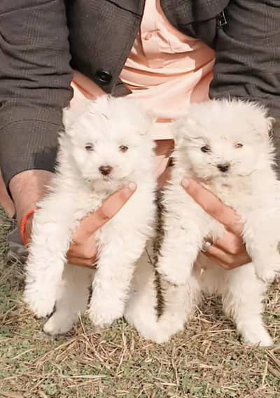 poodel puppies male and male for sale