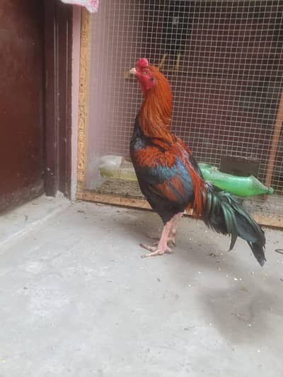 Healthy Aseel Far Sale