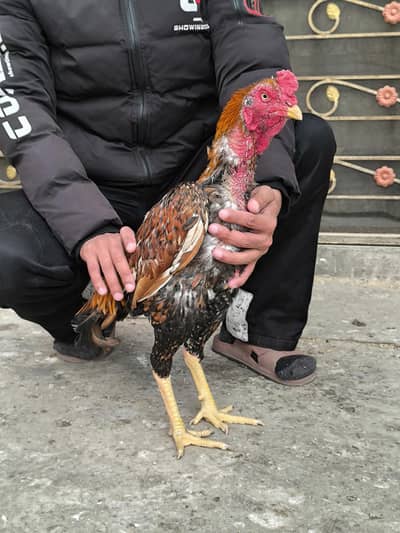 Top quality aseel males