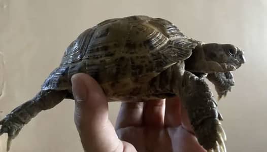russian tortoise