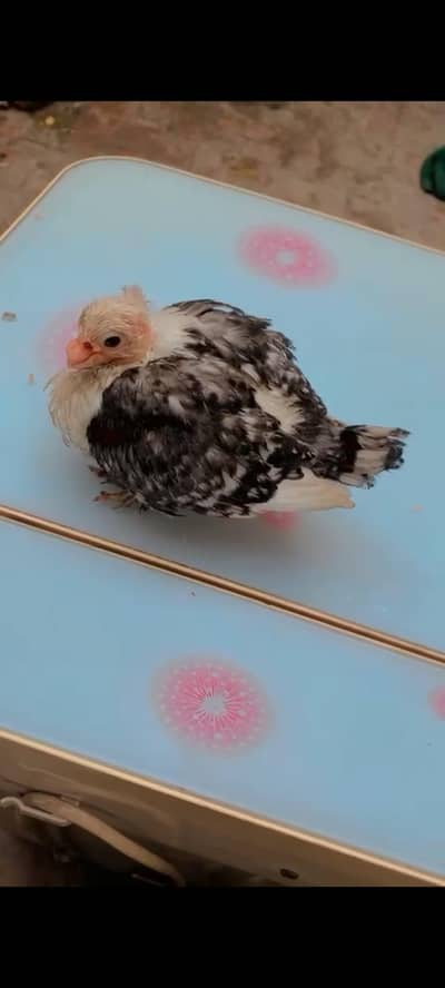 santinat hand tame checks