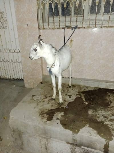 4daant andu barbari male for sale