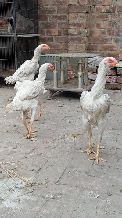 white Shamoo hen Murghi