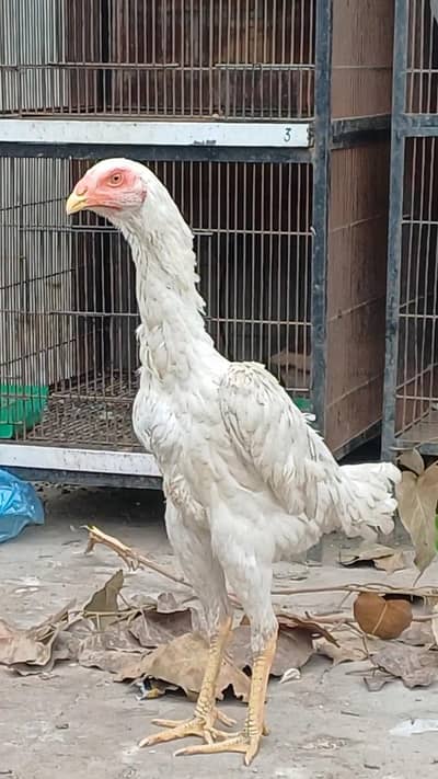 white Shamoo hens Murghi