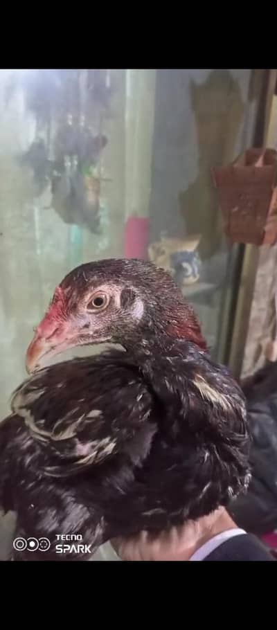 Aseel miawali for sale