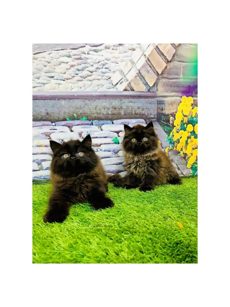cash on  delivery Persian Punch face triple coat cat Kitten — photo 2