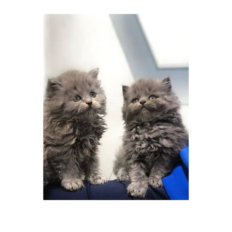 cash on  delivery Persian Punch face triple coat cat Kitten — photo 7