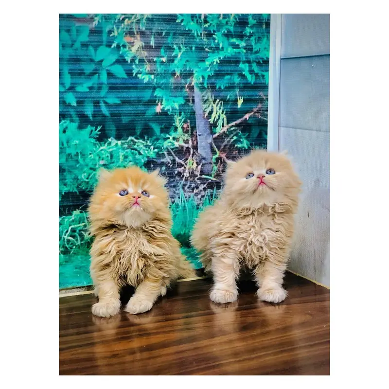 cash on  delivery Persian Punch face triple coat cat Kitten — photo 8