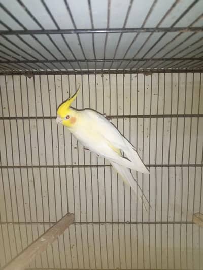 cockatiel