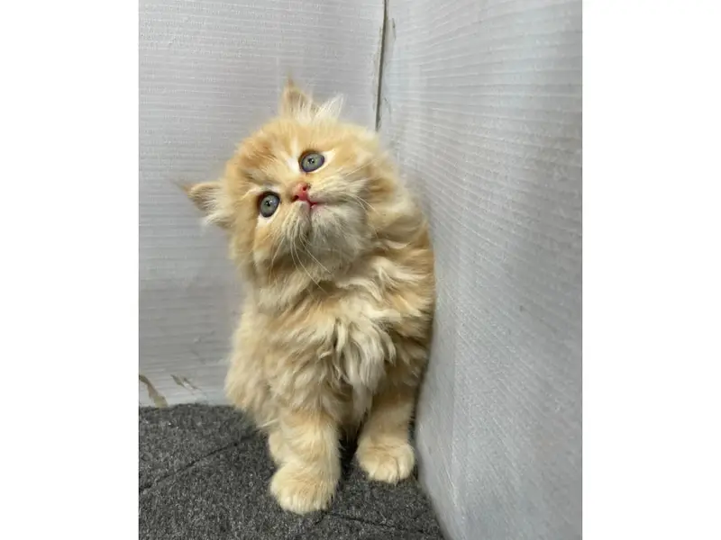 Persian Punch face triple coat cat Kitten — photo 3