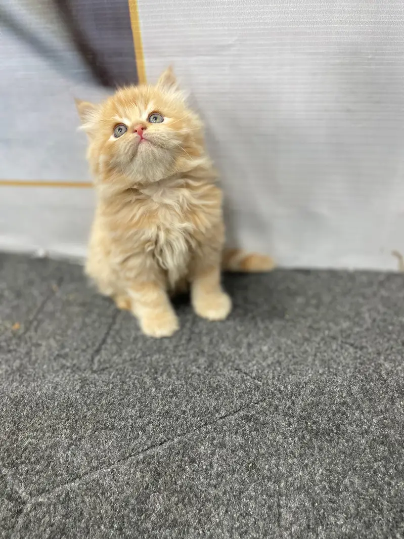 Persian Punch face triple coat cat Kitten — photo 5