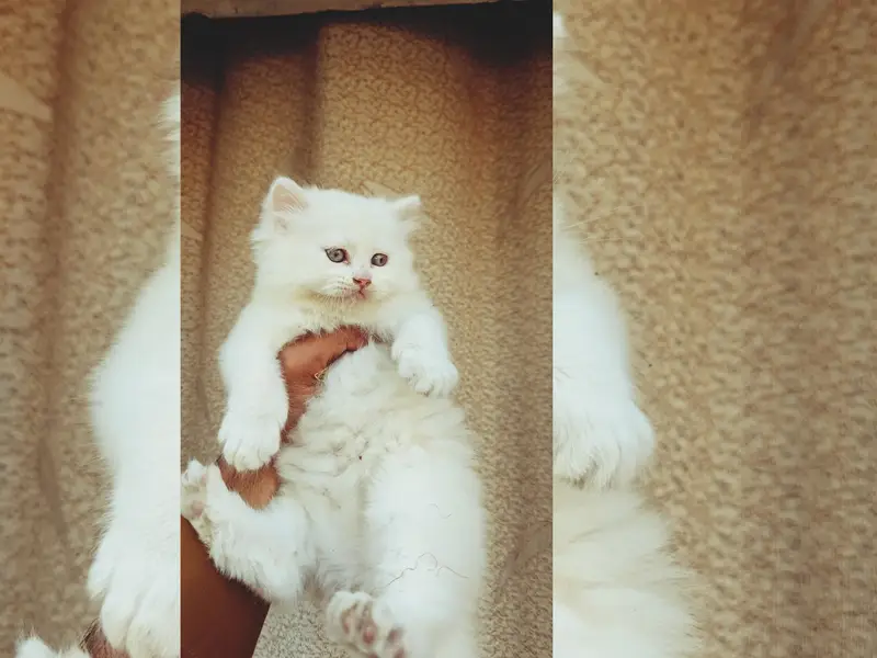 Persian Punch face triple coat cat Kitten — photo 8