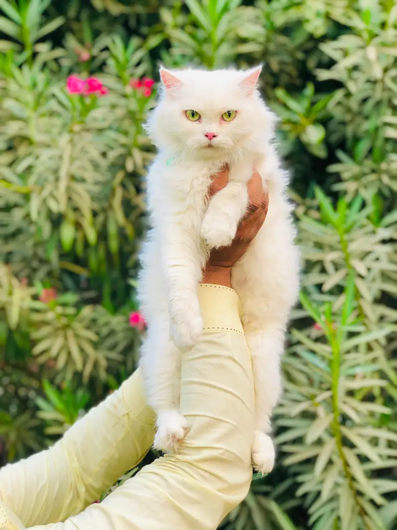 Persian Punch face triple coat cat Kitten — photo 9