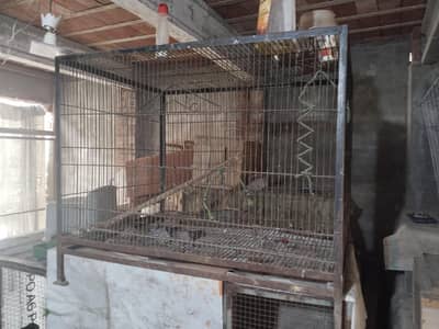Aseel cage for sale