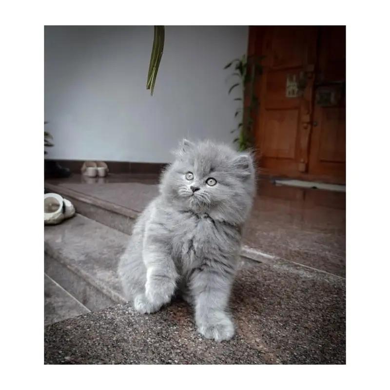 Persian Punch face triple coat cat Kitten — photo 2