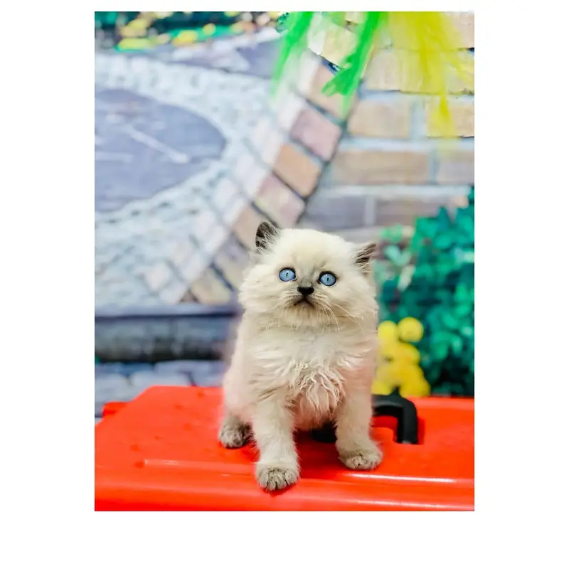 Persian Punch face triple coat cat Kitten — photo 9