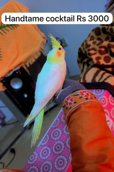 Eno cocktail confirm breader