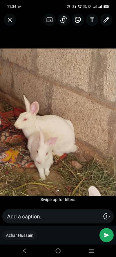 Red Eye Rabbit for sale