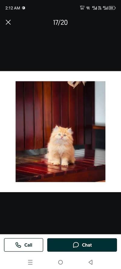 Persian Punch face triple coat cat Kitten