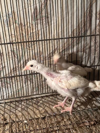 Aseel heera chicks