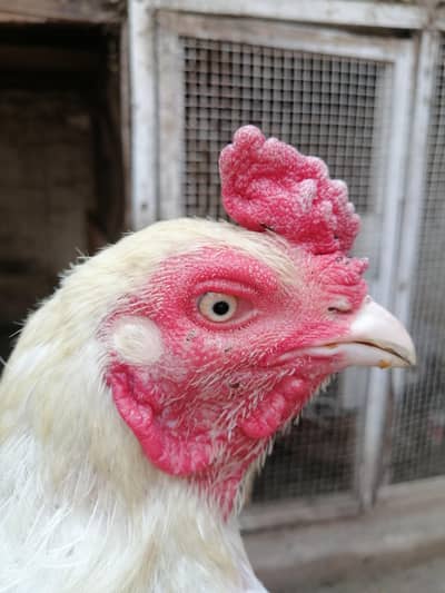 minawali aseel heera