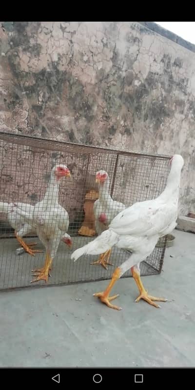 White oh shamo chicks