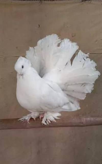 American white pigeon
