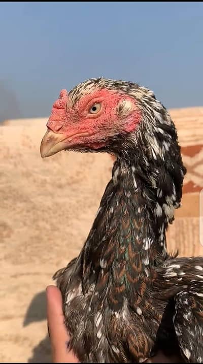 Aseel Minawali|Aseel madi |Pure Aseel|Hen|chene madi