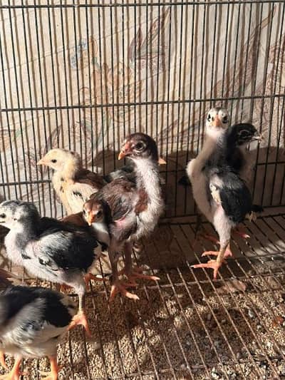 Aseel Thai pakoye chicks