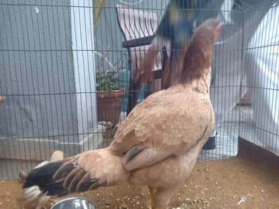 Aseel Murgi with 9 Chickens