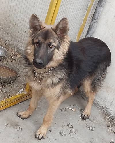 German shepherd 6 Month Male . Final Price 45K Location Taxila Wahcant