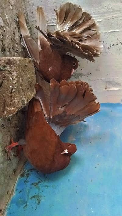 brown English fantail  A++ quality