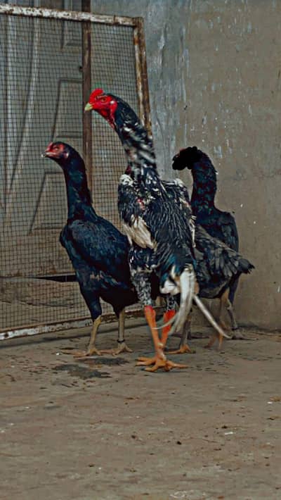 Japanese Shamo/ Black shamo/ Coco shamo/